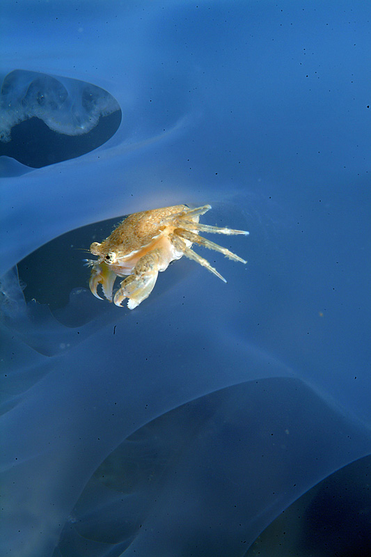 Liocarcinus vernalis su Rhizostoma pulmo